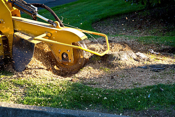 Best Best Tree Removal Services  in Central City, IL